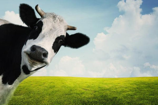 El ganado y el calentamiento global - Grün